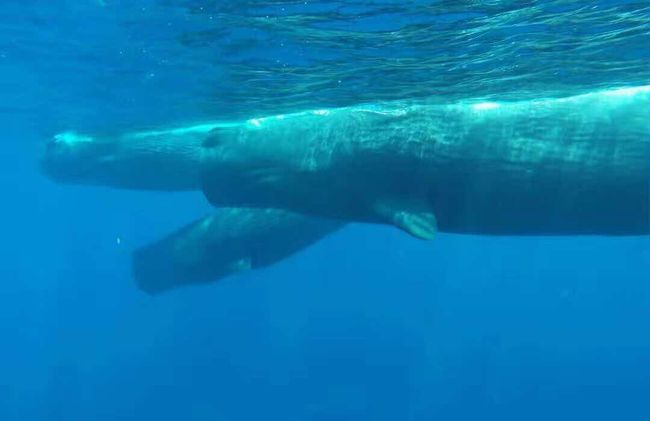 な、なんと！　スリランカで巨大なクジラと一緒に泳ぐ事が出来ます！<br /><br /><br />自然はすごい！　人間は小さい！　クジラにイルカちゃん可愛い～～～～！！<br /><br /><br />スリランカ人もビックリ！！　