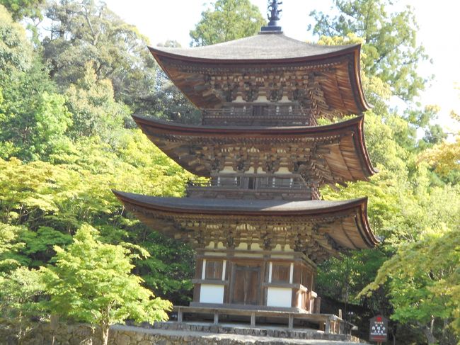 滋賀県の「湖東三山」(西明寺・金剛輪寺・百済寺)を訪ねた<br /><br />テレビで美しい国宝の三重塔を見て、西明寺を訪ねようと計画しました。彦根観光協会から資料を送ってもらったり、「五木寛之の百寺巡礼・ガイド版第四巻」を買ったりしたら、この地区の三古寺に「湖東三山」という括りがあることを知りました。<br />この湖東三山は、琵琶湖の東の山すそで名神高速道路の東側に、北から西明寺、金剛輪寺、百済寺と並んでいます。これら三山を訪ねることとしましたが、現実はそれぞれをつなぐ交通網がないので主にタクシーを使いました。<br />いずれも山門から本堂までの登りが遠くて疲れました。<br />それぞれの古寺について簡単に説明しておきます。<br /><br />西明寺(さいみょうじ)<br />初日に彦根からタクシーで訪れました 片道5000円くらい。帰りは1時間前に予約する「愛のりタクシー」でJR駅まで戻った(一人900円)。<br />平安時代初期の834年に創建され、日本100古寺に選ばれた天台の古刹。本堂は鎌倉時代を代表する建造物で国宝第一号。本尊は秘仏薬師如来で、釈迦如来、不動明王(いずれも重文)や十二神将などと共に本堂に安置されている。説明つきで拝観できる。<br /><br />国宝の三重塔は総檜造りの優美な塔で、初層内部の極彩色の壁画が有名。今回は公開最後の日だったので中に入って鎌倉時代の壁画を拝見してきました。700年を経たとは思えないほど保存が良く、見事で感動しました。<br />名勝指定の庭園「蓬莱庭」は秋の楓が見事とされる。<br /><br />金剛輪寺(こんごうりんじ)<br />二日目に稲枝駅からタクシーで訪れました。公共交通がないのでタクシーを待たせておいて百済寺にも行き、そのタクシーで稲枝駅まで戻りました(1万8000円くらい)。<br />聖武天皇と行基によって741年に開山され、のちに慈覚が住した天台の巨刹で、千体地蔵も祀られている。<br />本堂は鎌倉時代の代表的な和様建造物として国宝指定されている。本尊は秘仏聖観音像で住職一代に一度だけ公開するという。ほかに阿弥陀如来、十一面観音など十一体の重文指定の仏像が安置されている。<br />三重塔と二天門は重要文化財。これら3棟の建物は信長の焼き討ちから逃れ得たが、百済寺と共謀したと判じた信長勢によって多くの堂宇が失われた。<br />今回は 大きな曼荼羅が特別公開されていた(5月1日から20日まで)<br />桃山から江戸期に作庭された庭園は国指定の名勝。<br /><br />百済寺(ひゃくさいじ)<br />聖徳太子が606年に渡来人のために創建した近江で最古の古寺。本尊は像高2,6メートルの十一面観音。御堂は百済の「龍雲寺」を模して造られ、開山法要には高句麗僧が招かれ、以後も渡来僧の居住が多かったという。<br />鎌倉時代からは「天台別院」とされ、1300人が居住する巨大寺院となって、湖東の小叡山と呼ばれ、ルイスフロイスが地上の天国と呼んだほど隆盛を極めた要塞寺院だったが、信長に抗した佐々木義治、森備前などが鯰江城に籠った際、当山宗徒が食料を送り、妻子を寺内にあずかるなど援助したため、1573年に織田信長にすべて焼き尽くされた。<br />戦火を逃れたのは本尊の十一面観音像などわずかだが、江戸期に信長を討った光秀の後身とも言われる天海僧正の高弟が入山して本堂や山門が再建されている。秘仏の金銅弥勒菩薩半か思惟像は焼き払われた本堂跡地から発見されたもので百済から持ち込まれた稀有な像とされている。<br />見どころの一つ、喜見院の庭園は見晴らしがよく、信長がここから石を運んだと言われる安土城の安土山が見える。<br />境内の大半は石垣しかないが国指定の史跡である。<br />