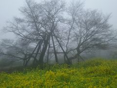 霧と雨に包まれて、狩宿の下馬桜。