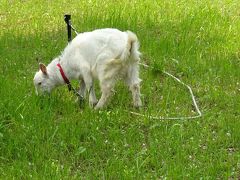 日本最古の道  山辺の道　海石榴市の猫からヤギさんの草刈りまで