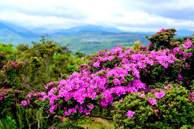   九州の高い山はこれからミヤマキリシマで濃いピンクに染まります。<br />  大分県内でもいち早く見頃を迎える日出町の経塚山(610ｍ)へ開花状況を見に行ってきました。<br />　例年連休明けから咲きます。今年も咲いていましたが、さすがにまだ3分程度開花でした。<br />　ミヤマキリシマ（深山霧島）は九州各地の高山に自生するツツジの一種です。1m程度の低木で、枝先に2～3個ずつ紫紅色・桃色・薄紅色の花をつけます。