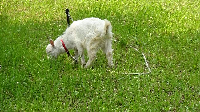 日本最古の道  山辺の道　海石榴市の猫からヤギさんの草刈りまで