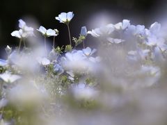 ゴールデンウィークは地元埼玉で過ごそう！（２）森林公園のお花畑編：西口広場の絶好調のネモフィラから早くも見頃を迎えたルピナスと見頃ぎりぎりのびっしりポピーまで