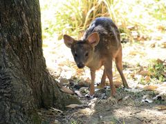 ゴールデンウィークは地元埼玉で過ごそう！（４）埼玉こども動物自然公園：ダメ元でラッキー続き！～意外に顔が見られたコアラとレッサーパンダたち＆Hello！ワオギツネザルとヒメマーラの赤ちゃん！＆お外プーズーの赤ちゃん＆羽根を広げた孔雀～ただし貴重な不定期のレッサーパンダのおはなしイベントを逃す