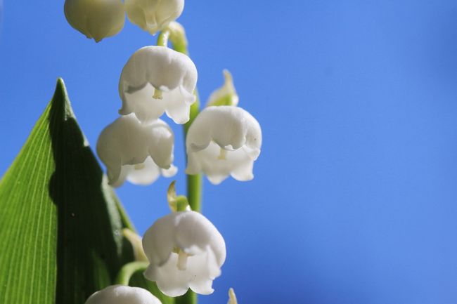 春真っ盛りだなぁと思いました。<br />森林公園は新緑や野花だけでなく、花壇も花にあふれ、晴天に恵まれたおかげで、あちこち輝いていました。<br />森林公園を訪れる人の中には、自然の花木が目当てで、人が植えた花や植物には興味がないと断言する人もいますが、人の手による花壇やガーデンも、春は格別だと思います。<br />そして、イベント展示も。<br />都市緑化植物園の江戸さくらそう展は、実はそれほど期待していなかったのですが、とても良かったです。<br />さくらそうは、春が似合う花だなぁとつくづく思いましたが、江戸時代の鑑賞方法のすばらしさにも目をみはりました。<br /><br />撮影散策として動物園めぐりが多くなった最近、ここのところ馴染みの森林公園に行くのは、埼玉こども動物自然公園とはしごして半日だけというのが定番になっていましたが、今年2017年のゴールデンウィーク中は、ひさしぶりに１日ゆっくり森林公園で過ごすことにしました。<br />森林公園駅からの東武レンタルサイクルがなくなってしまい、バスでしかアクセスできなくなったし（２キロなのでその気になればハイキングは可能でしょうが）、本日は無料開園日だったので、園内でサイクリングは無理、となれば、やはり西口からアクセスして、南口へ移動するコースが良いです。<br />なので、西口に近い都市緑化植物園は外せませんでしたし、ゆっくり過ごすことができました。<br />春ですから、ハーブガーデンも、なにかしらステキな出会いがあるのです。<br />今回は、大好きなドイツスズランに会えたのがとりわけ良かったです@<br /><br />ボーダーガーデンの方も途中まで回りました。<br />途中というか、最初の方だけにしておいたのは、時間配分が下手で、運動広場のポピー花畑に行く時間が気になったのと、ボーダーガーデンは日陰が全然ないので、直射日光がきつかったせいです。<br /><br />というわけで、久しぶりに１日ゆっくり過ごした2017年ゴールデンウイークの森林公園の旅行記は、前後編の２本に分けました。<br />後編のこちらの旅行記では、都市緑化植物園の江戸さくらそう展や、ハーブガーデン・ボーダーガーデンのような花壇の花の写真をメインとして、ほかにこの時期、楽しみにしている野花のキンランの写真も含めました。<br /><br />ほんとは、時間配分をもっと上手くやり、野草コースも回りたかったです。<br />コンデジ・デビュー後に何十回と訪れた森林公園なので、この季節に野草コースで見られる写真はもう馴染みの花ばかりですし、シライトソウの見頃はまだなのですが、公式サイトでみかけたミヤコワスレの群生をぜひ見たいと思っていました。<br />でもまあ、本日は、思った以上に見どころに恵まれたので、野草コースを逃したけれど、十分おなかいっぱいになりました。<br /><br />＜2017年のゴールデンウィークの地元埼玉めぐりの旅行記のシリーズ構成＞<br />□（１）智光山公園こども動物園：GW中の県道の渋滞と駐車場を甘くみて車で向かったけど、コツメカワウソ親子のむしゃむしゃタイムに間に合った！＆羊の毛刈りでポポちゃんお疲れさま<br />□（２）森林公園のお花畑編：西口広場の絶好調のネモフィラから早くも見頃を迎えたルピナスと見頃ぎりぎりのびっしりポピーまで<br />■（３）森林公園の都市緑化植物園編：思った以上に素敵だった江戸さくらそう展から春と初夏の花で輝くハーブガーデンと途中までのボーダーガーデン<br />□（４）埼玉こども動物自然公園：ダメ元でラッキー続き！～意外に顔が見られたコアラとレッサーパンダたち＆Hello！ワオギツネザルとヒメマーラの赤ちゃん！＆お外プーズーの赤ちゃん＆羽根を広げた孔雀～ただし貴重な不定期のレッサーパンダのおはなしイベントを逃す<br />□（５）東松山ぼたん園：夕方でもたっぷりの日差しの下でさんさんと輝くぼたんたち<br /><br />森林公園の公式サイト<br />http://www.shinrinkoen.jp/<br /><br />＜タイムメモ＞<br />09:45　家を出る<br />10:40頃　森林公園駅に到着<br />10:45　森林公園駅発の国際十王バス臨時増発便に乗車<br />10:50　森林公園に西口から入園（入園無料日）<br />11:05-12:05　西口広場のネモフィラ<br />12:25-13:05　紅黄葉樹園のシラー＆ひと休み<br />13:10-13:45　林間のルピナス<br />13:55-14:25　都市緑化植物園と江戸さくらそう展<br />14:25-15:00　ハーブガーデン<br />15:00-15:10　ボーダーガーデン途中まで<br />15:10-15:25　ひと休み<br />16:00頃　中央口通過<br />16:15-16:50　運動広場のルピナスとポピー花畑<br />17:15　森林公園を南口から出る（閉園時間17:00）<br />17:25　森林公園南口発の臨時便に乗車<br />（通常の南口発の川越観光バスの最終便は17:10）<br />17:35頃　森林公園駅に到着（渋滞道路迂回）<br />17:47　森林公園駅から池袋行きの東武東上線に乗車<br />18:20頃　帰宅<br /><br />※これまでの森林公園の旅行記の目次を作成しました。随時更新中。<br />「花と自然紀行～武蔵丘陵 森林公園～目次」<br />http://4travel.jp/travelogue/10866790<br />