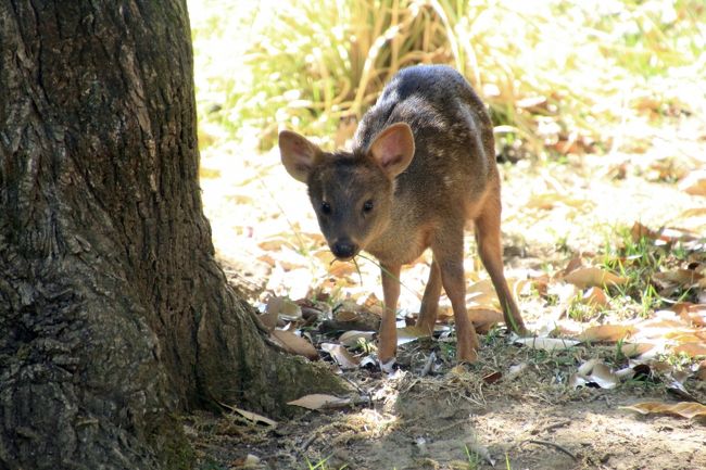 ゴールデンウイーク中の動物園の混雑はあなどれません。<br />しかも、どの動物園でも年間で一番混むこどもの日の５月５日に出かけることになってしまったのですから。<br />なので、ふだんなら我が家から１時間かからず行けるので、混雑でいろいろ不便でも、また出直せばいいやと思える地元の埼玉こども動物自然公園に出かけました。<br /><br />ただ、埼玉こども動物自然公園は、最寄りの高坂駅からの路線バスが一時間に４～５本あるので便利ですが、ゴールデンウィーク中は、動物園の駐車場入りの車で渋滞にはまって動けなくなってしまいます。<br />それを避けるため、去年2016年同様、ゴールデン期間中はいつもより30分早くなった開園時間よりもさらに30分早く８時半頃には到着するように向かったので、路線バスの方は大丈夫でした。<br />ただ、入園前の行列には驚きました。<br />正門前の広いスペースを使って蛇行した行列が歩道まで伸びていて、私自身が入園出来るまで開園から25分もかかってしまいました。<br />５月５日は開園記念日で、先着1,000名にオリジナル・ピンバッジのプレゼントがありましたが、それが私よりも何十人か前で終了したので、開園前から待っていたのは、おそらく2,000人近くいたろうと思います。<br />でも、開園直後は、まだ駐車場に十分空きがありましたし、路線バスの渋滞もひどくなかったでしょうが、あと30分もしたら、入園するのに行列に並ぶ必要はなかったとしても、駐車場は満車で、バスも渋滞にはまったろうと思います。<br /><br />しかし、埼玉こども動物自然公園は広大ですし、東京の上野動物園や多摩動物公園ほどアクセスが良いわけではなく、都心から見たら埼玉のはじっこにあるので、いったん入園してしまえば、エサやりや飼育員のトークなどのイベントを除けば、人々は適度にばらけ、それほど混雑感を覚えずにすみました。<br />ゴールデンウイーク中は長蛇の列が出来るコアラ館も、朝一番に入れば良いと気付きました。<br />コアラたちは寝ているかもしれないけれど、赤ちゃんの名前投票がしたかったのです。ある意味、この時期に敢えて訪れたのは、５月７日までのこの投票がしたかったからです。<br /><br />こどもの日の混雑ゆえ、いろいろダメ元で構わないつもりで訪れ、夕方には東松山ぼたん園とはしごするために９時30分から14時すぎまで過ごした埼玉こども動物自然公園ですが、そう思っていたせいか、思った以上にラッキー続きでした！<br /><br />まず、コアラたちは、ドリーちゃんと赤ちゃんはずっと寝ていましたが、他の子たちは、短い時間ですが目を覚まして、顔が拝めた子たちが思った以上に多かったのです。<br />屋内では、エミちゃん、クインちゃん、ジンベランちゃん。<br />そしてさらに、ふだんはほとんど見られない、個室のコアラたち、すなわち、飛び出すコアラで見られるチャンスが多いコタロウくんだけでなく、多摩動物公園から預かっているミライちゃん、それから個室に移動したピノっちにも、窓が開いていたので顔が拝めました<br /><br />動物の赤ちゃんでいえば、ワオキツネザルの赤ちゃん、それから他の動物園ではほとんど見られないヒメマーラの赤ちゃん、そして屋外展示場にいたプーズーの赤ちゃんに会えました！<br />ワオギツネザルの赤ちゃんには会える確率が高いと思っていましたが、プーズーの赤ちゃんのラピスくんとヒメマーラの赤ちゃんは、はじめて木陰や見えづらいところで休んでいたので会えませんでしたが、出直した２度目に会えました！<br />この一度目はダメだったけど出直したら会えた、というのは、さらにラッキーな気分になります。<br /><br />それから、公式フェースブックで、ここのところ毎日羽を広げているというインドクジャクが、まさに羽を広げているところに出会えました。<br />いくら毎日羽を広げているといっても、私自身がそのタイミングで居合わせなければ見られないので、ほんとにラッキーでした。<br /><br />それから、今回はコアラ館に行くのを優先させたので、起きているレッサーパンダたちに会えないかと思っていましたが、これもなんとか、少なくともソウソウくんが起きているところに居合わせることができました。<br />まさか14時前に起きてくるとは思わなかったのですが、小腹が空いたらしいです。<br />ハナビちゃんと屋内のミンミンは寝ていましたが、可愛い顔はなんとか見られました。<br /><br />ほかに、いつも楽しみにしている子たち、ヤブイヌとか、動くナマケモノ、シマオイワワラビー、ミナミコアリクイ、カピバラやベネットアカクビワラビーなども見られました。<br />それから、鳥インフルエンザが収束しはじめたことを受けて、ペンギンヒルズも半分入れるようになりましたし、飼育員さん自身の手によるものですが、ペンギンの給餌タイムも見学できました。<br />ちゃんと餌がみんなに行き渡るように、魚をゲットしたペンギンの名前を読み上げながらの給餌タイムはなにげに面白かったです。<br /><br />ただ、思った以上にラッキー続きの本日でしたが、痛恨の失敗もありました。<br />入園直後、写真を撮ったくせにまともに見ていなかった本日のトクトクタイムの写真を自宅できちんとチェックしてみたら、ゴールデンウィークのサービスか、なんと本日、レッサーパンダのおはなしイベントがあったではないですか！<br />この動物園では不定期でしか見られないレッサーパンダの貴重なリンゴタイムです！<br />それを見逃したなんて、レッサーパンダ・ファンにあるまじき！<br />その時間帯に動物園内にいなかったならともかく、予定通り先にコアラ館に行っても、時間を合わせることができたはずなのです。<br />でも、見逃したものは仕方がありません。前回と前々回の春休み中の期間の訪問時にはじっくり見学することができましたから。<br />それに、ゴールデンウイーク中のイベントなんて大混雑していて、時間前に場所取りをしたとしても、いい場所の見当はつかないので、前回と前々回に比べて見づらかったり、写真が撮りづらくて、消化不良気分になるに決まっています！<br />と、自分を納得させた私は、まさに、イソップ童話のすっぱいブドウのキツネのごとく、ただの負け惜しみですが、一番自宅から通いやすい動物園だけに、きっとまたチャンスがあるはずです。<br /><br />それから、おそれていた哀しいことがついに起きてしまいました。<br />小動物コーナーから、ひいきのリチャードソンジリスの展示がなくなっていました。<br />一匹だけだったリチャードソンジリス。<br />その子が亡くなってしまったら、リチャードソンジリスの展示は終わりになるだろうとおそれていましたが、ついにその時が来てしまったようです。<br /><br />＜2017年のゴールデンウィークの地元埼玉めぐりの旅行記のシリーズ構成＞<br />□（１）智光山公園こども動物園：GW中の県道の渋滞と駐車場を甘くみて車で向かったけど、コツメカワウソ親子のむしゃむしゃタイムに間に合った！＆羊の毛刈りでポポちゃんお疲れさま<br />□（２）森林公園のお花畑編：西口広場の絶好調のネモフィラから早くも見頃を迎えたルピナスと見頃ぎりぎりのびっしりポピーまで<br />□（３）森林公園の都市緑化植物園編：思った以上に素敵だった江戸さくらそう展から春と初夏の花で輝くハーブガーデンと途中までのボーダーガーデン<br />■（４）埼玉こども動物自然公園：ダメ元でラッキー続き！～意外に顔が見られたコアラとレッサーパンダたち＆Hello！ワオギツネザルとヒメマーラの赤ちゃん！＆お外プーズーの赤ちゃん＆羽根を広げた孔雀～ただし貴重な不定期のレッサーパンダのおはなしイベントを逃す<br />□（５）東松山ぼたん園：夕方でもたっぷりの日差しの下でさんさんと輝くぼたんたち<br /><br />埼玉こども動物自然公園の公式サイト<br />http://www.chausuyama.com/<br /><br />＜タイムメモ＞<br />07:50　家を出る<br />08:19　高坂駅に到着<br />08:27　高坂駅前発の鳩山ニュータウン行きのバスに乗車<br />08:40頃　動物公園前に到着（多少の渋滞あり）<br />09:00　動物公園開園<br />09:25　動物公園に入園<br />（1,000人以上の行列待ち）<br />09:30-09:50　コアラ館の大部屋＆個室のコアラ<br />09:50-10:05　コアラ館のミナミコアリクイからシマオイワワラビー<br />10:20-10:35　カピバラ＆ベネットアカクビワラビー<br />10:40-10:55　太麺やきそばとホルモン焼きの朝食兼ランチ休憩<br />11:00-11:45　ワオキツネザルの赤ちゃん<br />（11:45からレッサーパンダのおはなしイベントがあったのに気付かず）<br />11:50-12:00　ヒメマーラ（赤ちゃん見えず）<br />12:05-12:10　ヤブイヌ<br />12:10-12:25　レッサーパンダ（全員お昼寝中）<br />12:25-12:30　小動物コーナー<br />（リチャードソンジリスの展示がなくなった！）<br />12:30-12:35　屋内プーズー<br />12:25-12:50　ペンギンヒルズ（一部開放）<br />12:50-13:00　屋外プーズーの赤ちゃん<br />13:05-13:30　羽を広げたインドクジャク<br />13:30-13:40　ペンギンの給餌タイム見学<br />13:45-14:00　レッサーパンダ（ソウソウ目覚める）<br />14:05-14:15　ヒメマーラの赤ちゃんと両親<br />14:25　動物公園を出る<br />14:30　高坂駅行きのバスに乗車<br />14:40頃　高坂駅前に到着<br />14:46　高坂駅発の森林公園行きに乗車の予定がダイヤ乱れ<br />14:50頃　東松山駅着<br />15:00　東松山駅西口発の臨時シャトルバスでぼたん園へ<br />15:15-16:25　東松山ぼたん園散策<br />16:35頃　臨時シャトルバスで東松山駅に戻る<br />16:50　東松山駅発の東武東上線に乗車<br />17:20頃　帰宅<br /><br />※これまでの動物旅行記の目次を作成済。随時更新中。<br />「動物／動物園と水族館の旅行記～レッサーパンダ大好き～　目次」<br />http://4travel.jp/travelogue/10744070<br /><br />※そのうち、これまでの埼玉こども動物自然公園の旅行記のURL集は、この旅行記の末尾にまとめました。<br />