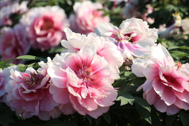 今年2017年もゴールデンウィーク中に花めぐりとして、森林公園の他に、東松山のぼたんを見に行きたいと思っていました。<br />ぼたんだけなら半日もいらないので、最寄り駅が同じ東武東上線の隣の駅ということで、埼玉こども動物自然公園とハシゴするのにちょうどよいです。<br />ただ、どちらを先にするか、迷いました。<br />去年この２ヵ所をはしごしたとき、ぼたんを夕方にしたのですが、日が翳ってしまって残念だったことが印象に残っています。<br />一方、動物園の方は、ゴールデンウイーク中は閉園時間が17時半まで延長されるし、夕方の方がレッサーパンダもコアラも目を覚ましている確率が高いかもしれないと思いました。<br />でも、やはり動物園を先にして、ぼたん園を後にしました。<br />動物園には開園より30分前に到着するようにすれば、駅から路線バスの渋滞にそれほどはまらずにすみますし、その後、15時頃にぼたん園に向かうなら、駅からのシャトルバスも、ぼたん園も空いているだろうと思ったからです。<br />そして本日は雲一つない晴天だったおかげで、15時台でも日差しがさんさんと差して、一部日陰はあったものの、日に照らされて輝くぼたんが見られました。<br />来園者もぐっと少ない時間帯だったので、たくさんのぼたんをフレームインした見渡すような写真も撮りやすかったです。<br /><br />私の知る最盛期に比べると株数も面積もずいぶん減ってしまった東松山ぼたん園でしたが、それでもやはり見頃のぼたんは見事でした。<br />時期的には遅咲きが見頃で、黄色いぼたんが花盛りでしたが、他にもいろんな色の大輪のぼたんが見られました。<br />ややピークを過ぎたぼたんであっても、髪を振り乱したようなばさばさっとした花姿も、花芯が見える様子も、諸肌脱ぎかけた花魁のような色気が感じられて、悪くなかったです。<br /><br />＜2017年のゴールデンウィークの地元埼玉めぐりの旅行記のシリーズ構成＞<br />□（１）智光山公園こども動物園：GW中の県道の渋滞と駐車場を甘くみて車で向かったけど、コツメカワウソ親子のむしゃむしゃタイムに間に合った！＆羊の毛刈りでポポちゃんお疲れさま<br />□（２）森林公園のお花畑編：西口広場の絶好調のネモフィラから早くも見頃を迎えたルピナスと見頃ぎりぎりのびっしりポピーまで<br />□（３）森林公園の都市緑化植物園編：思った以上に素敵だった江戸さくらそう展から春と初夏の花で輝くハーブガーデンと途中までのボーダーガーデン<br />□（４）埼玉こども動物自然公園：ダメ元でラッキー続き！～意外に顔が見られたコアラとレッサーパンダたち＆Hello！ワオギツネザルとヒメマーラの赤ちゃん！＆お外プーズーの赤ちゃん＆羽根を広げた孔雀～ただし貴重な不定期のレッサーパンダのおはなしイベントを逃す<br />■（５）東松山ぼたん園：夕方でもたっぷりの日差しの下でさんさんと輝くぼたんたち<br /><br />東松山ぼたん園の公式サイト（東松山観光協会サイト）<br />http://www.higashimatsuyama-kanko.com/01.html<br />（こちらのサイトに開花情報特設ページのリンクあり<br /><br />＜タイムメモ＞<br />07:50　家を出る<br />08:19　高坂駅に到着<br />08:27　高坂駅前発の鳩山ニュータウン行きのバスに乗車<br />08:40頃　動物公園前に到着（多少の渋滞あり）<br />09:00　動物公園開園<br />09:25　動物公園に入園（1,000人以上の行列待ち）<br />（中略）<br />14:25　動物公園を出る<br />14:30　高坂駅行きのバスに乗車<br />14:40頃　高坂駅前に到着<br />14:46　高坂駅発の森林公園行きに乗車の予定がダイヤ乱れ<br />14:50頃　東松山駅着<br />15:00　東松山駅西口発の臨時シャトルバスでぼたん園へ<br />15:15-16:25　東松山ぼたん園散策<br />16:35頃　臨時シャトルバスで東松山駅に戻る<br />16:50　東松山駅発の東武東上線に乗車<br />17:20頃　帰宅<br /><br />＜これまでの東松山ぼたん園と箭弓神社ぼたん園の旅行記＞<br />2016年５月３日<br />「ゴールデンウィークの花めぐり2016＜埼玉県・東松山ぼたん園＞こちらも遅かった！～日本最大級のぼたん園のはずが、すでに散り始めで有料期間終了」<br />http://4travel.jp/travelogue/11128026<br /><br />2013年５月５日<br />「ゴールデンウィークの東松山市のぼたんとレッサーパンダ詣（1）緑の中のぼたん園散策～復活しつつあったぼたん園」<br />http://4travel.jp/travelogue/10773245<br /><br />2011年５月５日<br />「若返った東松山ぼたん園（前篇）若い株も頑張ってる！」<br />http://4travel.jp/travelogue/10566570<br />「若返った東松山ぼたん園（後編）花の王たる風格と園内見事に色とりどり」<br />http://4travel.jp/travelogue/10566713<br /><br />2010年５月３日<br />「越生の五大尊つつじ公園と山吹の里、改め、東松山の箭弓神社のぼたん祭り（2）夕方のやわらかな斜光の下のぼたん」<br />http://4travel.jp/travelogue/10457802<br /><br />2009年４月29日<br />「GWの花めぐり2009（1）ズーム炸裂、東松山ぼたん園」<br />http://4travel.jp/traveler/traveler-mami/album/10331220/<br />「GWの花めぐり2009（2）花の王様、面目躍如！（東松山ぼたん園）」<br />http://4travel.jp/traveler/traveler-mami/album/10331542/<br /><br />2008年５月６日<br />「GW後半の花めぐり（4）ちょっと遅かった東松山ぼたん園」<br />http://4travel.jp/traveler/traveler-mami/album/10239736/<br /><br />2007年４月29日<br />「青空ゴールデンウィークの箭弓神社 (2) ぼたんと藤」<br />http://4travel.jp/travelogue/10143127<br /><br />2006年４月30日<br />「牡丹ずくしにクラクラ！その１：東松山ぼたん園」<br />http://4travel.jp/travelogue/10065556<br />「牡丹ずくしにクラクラ！その２：東松山箭弓神社」<br />http://4travel.jp/travelogue/10065558<br />