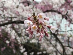 二ヶ領用水のしだれ桜