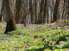 ＧＷは北の大地で春探し（１）カタクリと山野草のお花畑、男山自然公園