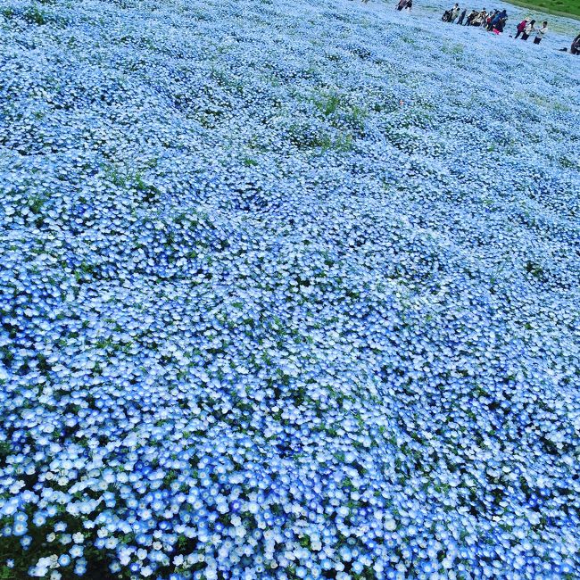 毎年この時期になると、テレビで映し出されるひたちなか公園のネモフィラ、こちらは秋にもコキアが綺麗なようで、行こう！行こう！と思い時期を逃していましたが、今年は満開の時期に訪れることが出来ました。