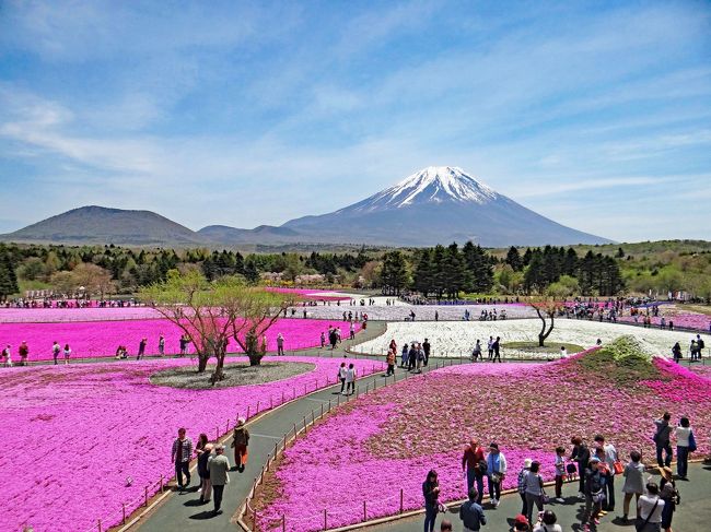 車で中央自動車道を通り、富士本栖湖リゾートで開催されている、富士芝桜まつりに行って来ました。約2.4 ha の会場には首都圏最大級の約80万株の様々な種類の芝桜に加えてムスカリやアネモネが咲き誇り、富士山をバックに鮮やかな色のコントラストを楽しむことができます。