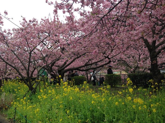 河津に桜を見に行って来ました。