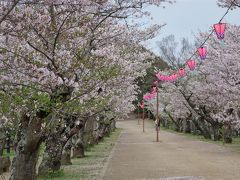 最後の桜を見に。