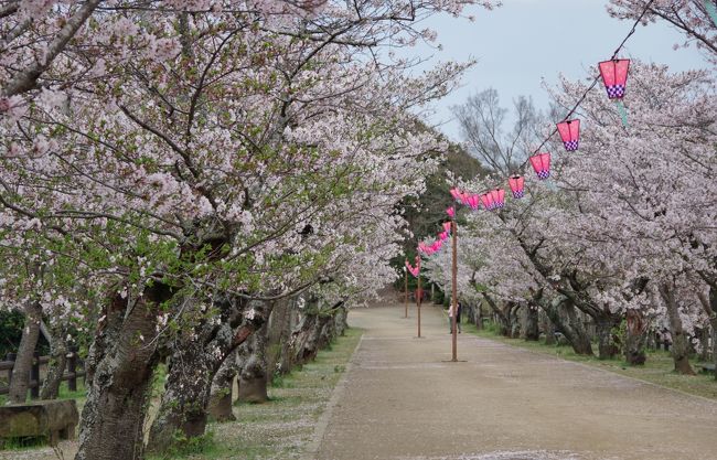 午後から少し晴れ間が見えたので、やっぱり亀鶴公園へは行っておかないと。<br /><br />それに今日は私の誕生日だから、と理由をつけて一人花見です。