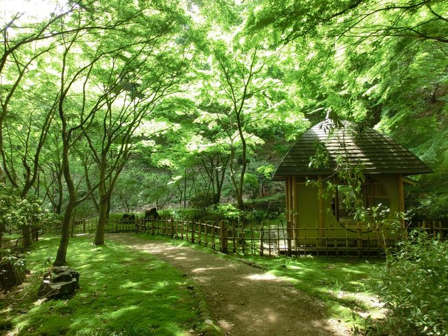 ＧＷはどこに行っても混んでるし、どこか空いていそうな場所はないかなぁ・・・と思いついたのがここ！七沢森林公園です。<br />今回は、友人を誘って行ってきました～。<br />