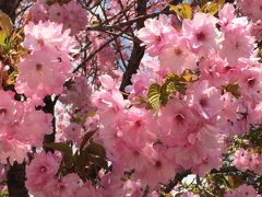 会津若松　桜と地酒と幕末と