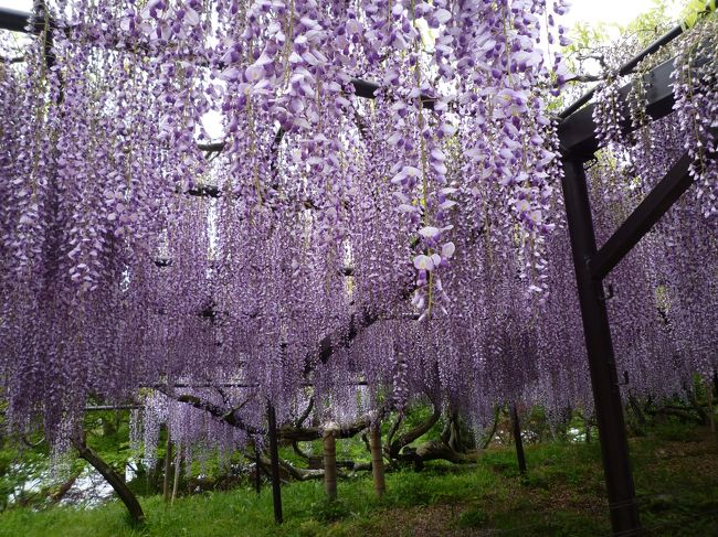 花の時期は難しいけれどばっちりでした。<br />明日は大雨と言っていたので良かったです。