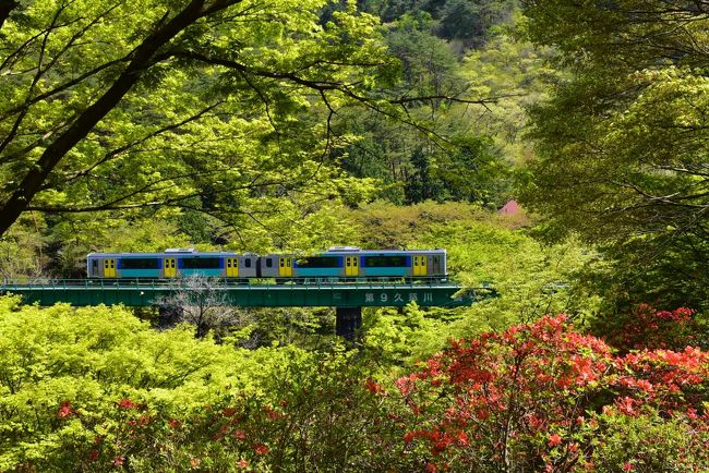 矢祭町（やまつりまち）は福島県の最南端に位置し 、南は茨城県常陸太田市大子町、北は福島県塙町に接しています。<br /><br />水郡線（すいぐんせん）の矢祭山駅は、全区間（水戸～郡山）のほぼ中間地点にあり、矢祭山と桧山に挟まれた久慈川の峡谷沿いにあります。<br />4月上旬には3,000本の桜、5月には5万本以上ものツツジが満開となり、秋には紅葉が色づき、美しい彩りの風光明媚なところです。<br /><br />矢祭の町名は、源義家が奥州十二年戦争で勝利を収めて凱旋する途中、通りがかったこの地の美しさに魅了され、背負っていた弓矢を岩窟に納めて武運長久を祈ったことに由来しています。<br /><br />今回の旅は、大型連休の合間を利用し、水戸から水郡線に乗り、色づいてきた山の新緑と矢祭山のヤマツツジ・トウゴクミツバツツジの花を楽しみます。<br />