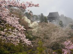 ちょっと早めの吉野山の桜と奈良の桜を満喫！②