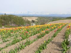 北海道美瑛町　春色に色づき始めた四季彩の丘へ行ってみた！　