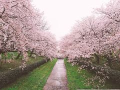 幸手の桜＠権現堂