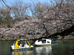 井の頭公園でお花見