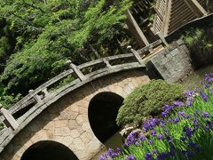 カキツバタ綻ぶ菅原神社に行ってミタ！