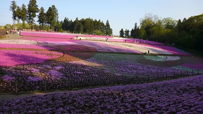 早朝6時に羊山公園へ行ってきました。<br />お目当ては、もちろん芝桜。<br />8時前は、駐車場代も観覧料もかからないようで、お得でした。<br />HP上では、芝桜見頃となっていましたが、実際見てみるとまだちょっと咲きが足りないように思いました。