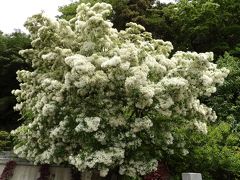 成就院（茅ヶ崎市甘沼）のなんじゃもんじゃの木