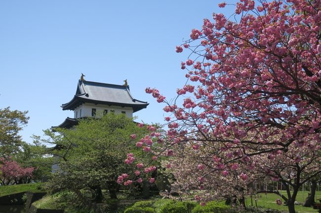 お花見前線を追いかけて函館へ(松前城での花見)