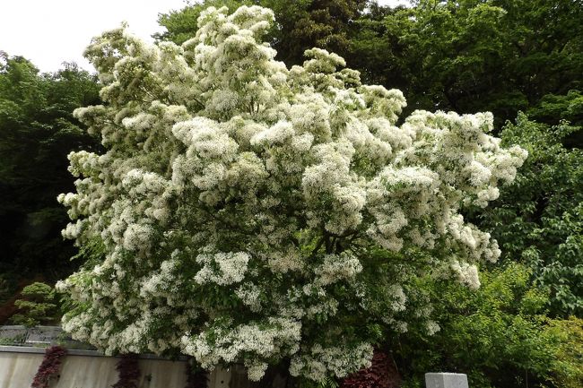 　成就院（茅ヶ崎市甘沼）にはなんじゃもんじゃの木があり、花は満開を過ぎ散り始めである。このなんじゃもんじゃの木はヒトツバタゴという木である。この木は、平成15年（2003年）に、赤羽根にあった元東京大学総長 茅誠司（明治31年（1898年）～昭和63年（1988年））宅から死後に移植したものである。<br />　今年は5月10日に新聞に掲載されていたが、花の開花が例年より早く、もう散り始めといったところで、下の砂利の上は雪が積もったように白くなっている。この新聞を見たという人たちが引きも切らずやって来て見物している。<br />　成就院境内には観音立像（石像）の前にも若木があり、開花していたがやはり相当見劣りする。<br />（表紙写真は成就院のなんじゃもんじゃの木）