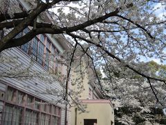 『桜見物は、日野「高幡不動尊」へ。　「府中の森公園」で、古民家散歩。　アンティーク・・に囲まれて、シーフード・ランチ』