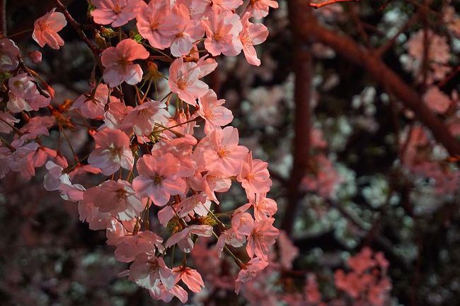 高槻から帰った後、近所の桜事情を見て周りました。<br /><br />去年の桜旅行記<br /><br />関西散歩記～2016 大阪・島本町編～<br />http://4travel.jp/travelogue/11136962<br /><br />関西散歩記～2016 奈良・大和郡山市編～<br />http://4travel.jp/travelogue/11136961<br /><br />関西散歩記～2016-2 大阪・大阪市港区編～<br />http://4travel.jp/travelogue/11136959<br /><br />関西散歩記～2016 大阪・大阪市港区編～<br />http://4travel.jp/travelogue/11136958<br /><br />過去の大阪・大阪市港区散歩記<br /><br />関西散歩記～2016-3 大阪・大阪市港区編～<br />http://4travel.jp/travelogue/11209408<br /><br />関西散歩記～2015 大阪・大阪市港区編～<br />http://4travel.jp/travelogue/11016966<br /><br />関西旅行記～2014 大阪・大阪市港区編～<br />http://4travel.jp/travelogue/10882231<br /><br />大阪まとめ旅行記<br /><br />My Favorite 大阪 VOL.3<br />http://4travel.jp/travelogue/11152287<br /><br />My Favorite 大阪 VOL.2<br />http://4travel.jp/travelogue/11036195<br /><br />My Favorite 大阪 VOL.1<br />http://4travel.jp/travelogue/10962773