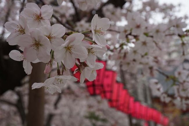 大阪市内で桜の穴場的スポットに行って来ました。<br /><br /><br />去年の桜旅行記<br /><br />関西散歩記～2016 大阪・島本町編～<br />http://4travel.jp/travelogue/11136962<br /><br />関西散歩記～2016 奈良・大和郡山市編～<br />http://4travel.jp/travelogue/11136961<br /><br />関西散歩記～2016-2 大阪・大阪市港区編～<br />http://4travel.jp/travelogue/11136959<br /><br />関西散歩記～2016 大阪・大阪市港区編～<br />http://4travel.jp/travelogue/11136958<br /><br />過去の大阪・大阪市西区散歩記<br /><br />関西散歩記～2015 大阪・大阪市西区編～<br />http://4travel.jp/travelogue/11026944<br /><br />大阪まとめ旅行記<br /><br />My Favorite 大阪 VOL.3<br />http://4travel.jp/travelogue/11152287<br /><br />My Favorite 大阪 VOL.2<br />http://4travel.jp/travelogue/11036195<br /><br />My Favorite 大阪 VOL.1<br />http://4travel.jp/travelogue/10962773