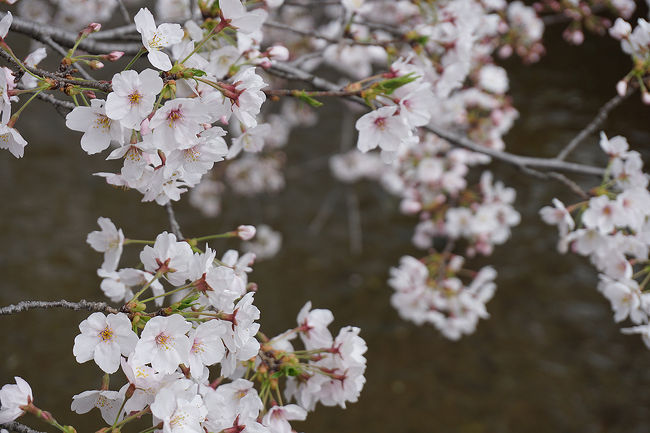 ずっと行ってみたかった、八尾市の玉串川沿いの桜。<br />地元的な穴場に行って来ました。<br /><br />去年の桜旅行記<br /><br />関西散歩記～2016 大阪・島本町編～<br />http://4travel.jp/travelogue/11136962<br /><br />関西散歩記～2016 奈良・大和郡山市編～<br />http://4travel.jp/travelogue/11136961<br /><br />関西散歩記～2016-2 大阪・大阪市港区編～<br />http://4travel.jp/travelogue/11136959<br /><br />関西散歩記～2016 大阪・大阪市港区編～<br />http://4travel.jp/travelogue/11136958<br /><br />過去の大阪・八尾市散歩記<br /><br />関西散歩記～2016 大阪・八尾市編～<br />http://4travel.jp/travelogue/11152283<br /><br />大阪まとめ旅行記<br /><br />My Favorite 大阪 VOL.4<br />http://4travel.jp/travelogue/11242529<br /><br />My Favorite 大阪 VOL.3<br />http://4travel.jp/travelogue/11152287<br /><br />My Favorite 大阪 VOL.2<br />http://4travel.jp/travelogue/11036195<br /><br />My Favorite 大阪 VOL.1<br />http://4travel.jp/travelogue/10962773<br />