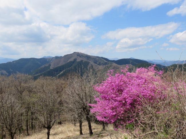 春になったので桜を見に生藤山へ行きました。<br />前の週に行った人からまだ全然咲いていないよ、と言われたのに急に暑い日が続いたせいか、一週間後には終わりかけという状況。<br />むしろツツジの方が見ごろでした。<br /><br />出来れば高尾山まで歩きたかったけれど、ものすごい靴擦れが出来てしまい、途中リタイヤで相模湖へ降りることに。<br />しかしその道でイカリソウとヒトリシズカのすごい群生を見られるという新しい発見も出来てよかったです。<br /><br />&lt;タイムレコード&gt;<br />鎌沢バス停(8:23)  － 登山道入口(8:52) － 甘草水入口(9:51)  － 三国山(10:07)  － 生藤山(10:15)  － 茅丸(10:32)  － 連行峰(10:52)  － 醍醐丸(11:50) － 和田峠(12:25)  － 陣馬山(12:58～13:25)  － 明王峠(14:00) － 石投げ地蔵(14:17) － 与瀬神社(15:52) － 相模湖駅(16:12)<br /><br />もしかしたら人生で一番ひどい靴擦れだった気がするので、テーピングを忘れると文字通り痛い目を見るということを思い知らされました…<br />事前の準備は大切！