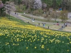 ゴールデンウィークすいせん祭り