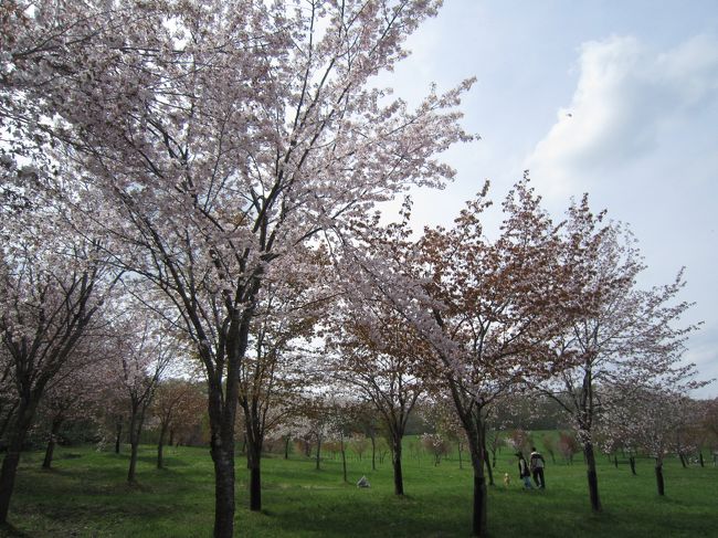 本州は、真夏並みの暑さのようですが、北海道では、まだ桜を楽しんでいるんですよ～。旭川市の隣町の「たかす町」という所で、お花見をして来ました。