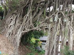 屋久島旅行記・５～屋久島一周PM編