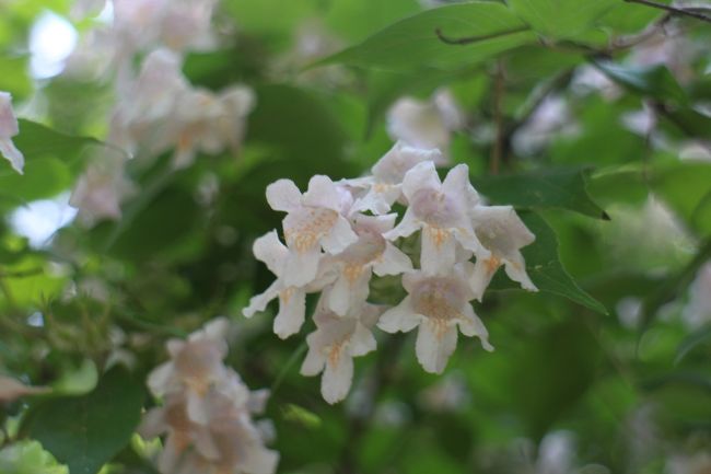 NHKのニュース番組で大阪の住吉大社では卯の花が見ごろだと知りました。<br />「卯の花？食べ物じゃないんだ！見てみたい！」と言うことで早速お出かけしてきました。