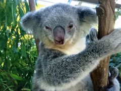 8歳子連れシドニー（母子旅行）：動物園３連発の旅