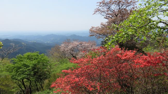 長めの距離を歩くのが大好き！<br />関八州見晴台も日和田山も存在は知っていましたが、それぞれコースが短そうだったのでこれまで行ったことがありませんでした。最近、関八州見晴台から日和田山まで歩けると知ったので早速歩いてみました。<br /><br />ＧＷ頃はツツジが見ごろになると聞いたのでＧＷ前半に行ってみましたが、満開にはほんの数日早かったようです。でもギリギリ残った桜と早く咲いたツツジとの共演が見られたのでそこはよかったかも。<br />ツツジはものすごい数のつぼみをつけていたのであれが満開になったら…と思うとまた来年リベンジしないといけないです。<br />見晴らしはあんまり期待していなかったのですが、予想以上に素晴らしくて感動！関八州見晴台と顔振峠からの景色が特によかったです。<br /><br />〈タイムレコード〉<br />西吾野駅(8:55)－登山道入口(9:10)－高山不動尊(10:09)－関八州見晴台(10:40)－七曲り峠(11:18)－花立松ノ峠(11:27)－傘杉峠(11:51)－顔振峠(12：30)－諏訪神社(12:53)－越上山(13:18)－北向地蔵(15:13)－物見山(15:43)－日和田山(16:24)－高麗駅(17:13)<br /><br />特に難所の無い初心者向けの穏やかなコースですが、長かったので最後の方はさすがに疲れました。でも道中たくさんの花に出会えて、静かな山歩きが出来て満足です。<br />コースもいくつかの場所でドロップアウト可能なので体力に合わせて組めそうです。関八州見晴台と顔振峠は本当に景色がいいのでセットで歩いてほしいところですね。<br />また一つ好きな場所が増えました。<br />