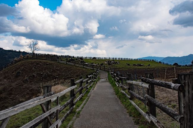 福岡市南区にある油山牧場へ行ってきました。<br /><br />天気も良く、絶好の行楽日和だったのですが、突然の大雨により滞在時間は２時間ほどでした。<br /><br /><br />手軽に動物たちと触れ合える牧場は市内でも人気のスポットで、牧場のソフトクリームが人気のようでした。