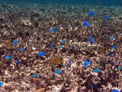 西表島のビーチめぐり5泊6日の旅（羽田～石垣島～西表島３日目）