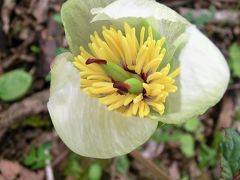 夏鳥、春の花、昆虫を求めて　伊吹山北尾根を歩く