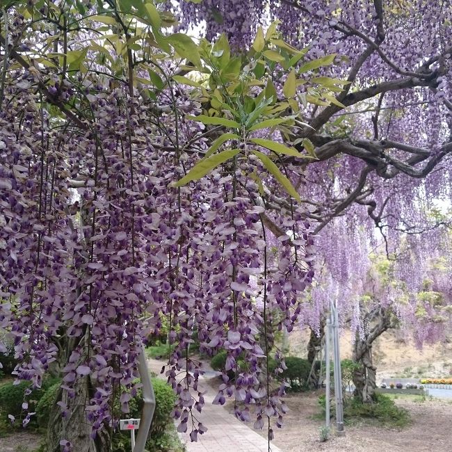 友達と、世羅でお花鑑賞を楽しみました^^せらふじ園→世羅のとうふ家(ランチ)→花夢の里ロクタン→マルシェ(スイーツ)きれいで美味しくて、大満足の旅でした☆