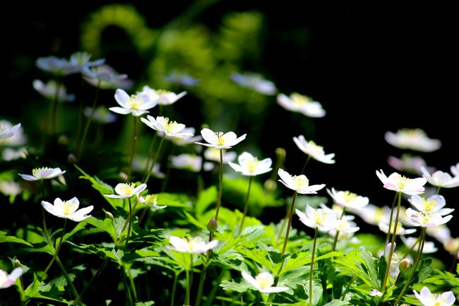 ☆福島の四季折々の花や自然を紹介している<br />◆福島・四季・彩々も回を重ねＰａｒｔ,６４になりました。<br /><br />「福島・四季・彩々」シリーズとしては１年で一番忙しい季節です。<br />なんせ１年間に咲く花のうち春だけで半分くらい咲きだすのではないかと<br />思えるほどです。（印象）<br />仕事のリタイア組ならともかく私のように現役組は撮影にかけられる時間は限られてるので、<br />自分の休日と天気予報と開花予測を臨機応変に組み合わせ<br />なるべくベストの状態で出かけたいのが心情です。<br />ましてや野の花の自生地はあちこちに点在しているので<br />一日で回れる場所もおのずと限られます。<br />桜や公園の花なら開花状況を知る術がありますが、<br />野の花は自分だけが知る極秘のスポットが多いだけに<br />経験値による予測だけが唯一無二の判断基準なんです。<br /><br />特に今年は春が遅かったので開花が通年より１週間&#12316;１０日も遅く<br />過去の経験値があまり役立たず難儀しましたが、<br />春後半になってようやく平年値に近づいてきました。