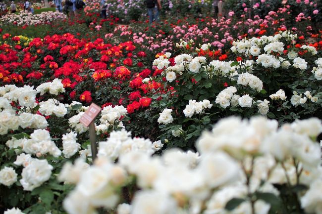 この季節の花といえばバラですよね。<br /><br />調布市にある神代植物公園ではちょうど「春のバラフェスタ」が開催されています。<br /><br />神代植物公園のある深大寺へは<br />JRの吉祥寺駅、三鷹駅、京王線の調布駅、つつじヶ丘駅から路線バスで行くことができます。<br />どの駅からも25～30分くらい。<br /><br />私はJR吉祥寺駅から路線バスに乗り、植物公園へと向かいました。<br /><br />