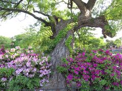 2017春、神奈川と千葉の寺社(6/14)：5月5日(6)：鶴岡八幡宮(3)：源平池、旗上弁財天社