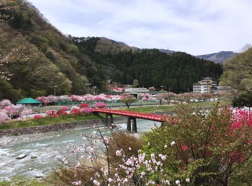 春の木曽路＆花の昼神・6＞ピンクに染まる花桃の里「昼神温泉」森の中